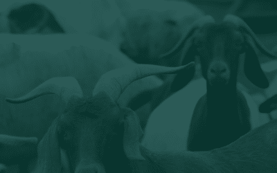 Qurbani